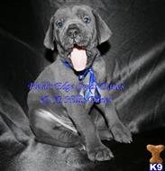 great dane puppy posted by CB Hillis Danes